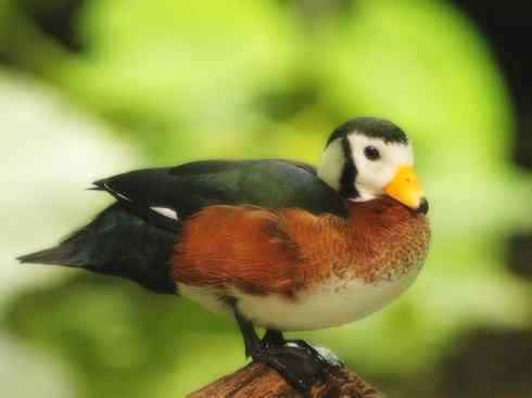 欣赏：美丽的栖鸭2