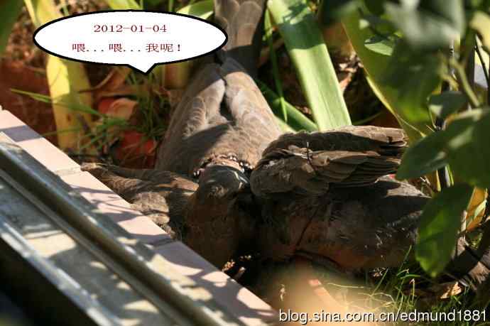 珠颈斑鸠育儿记