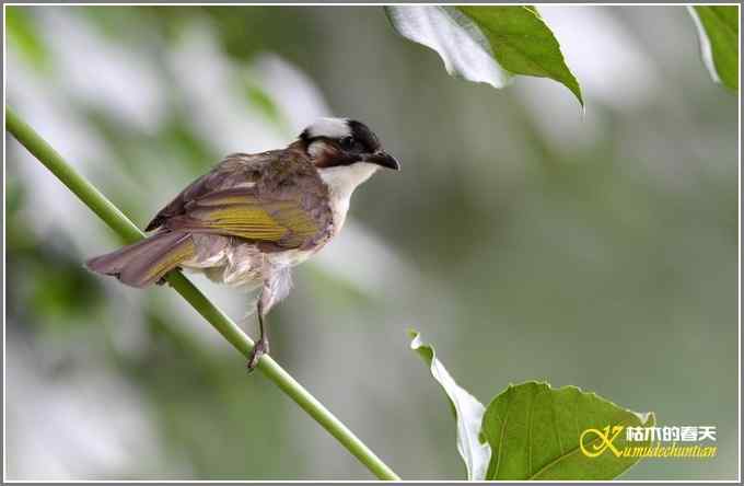 白头鹎和白颊噪鹛【照片】