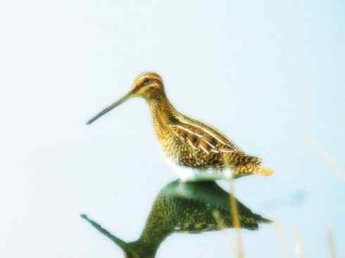 猎奇：奇特的鸟喙之八(朱鹮、白鹮、彩鹮)