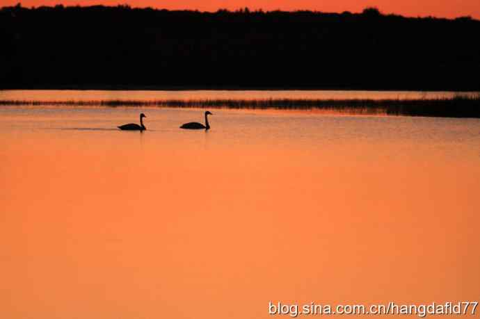 晚霞路湖泊路天鹅