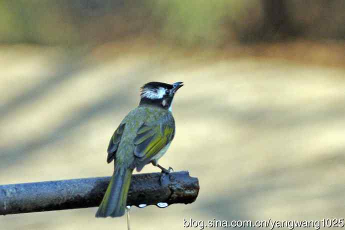 白头鹎（杂片）