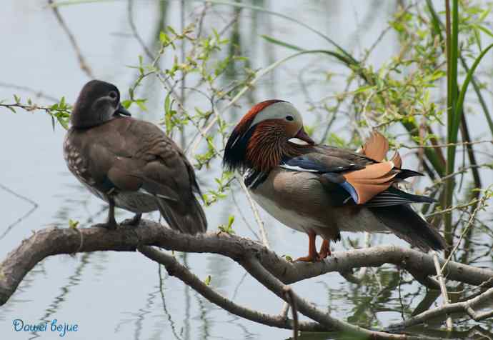 颐和园春鸟乐拍