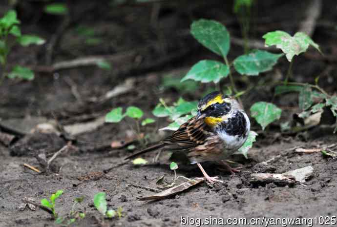 雄性黄喉鹀（1）