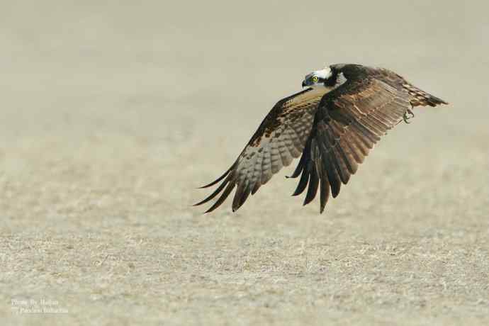 野鸭湖拍的猛禽