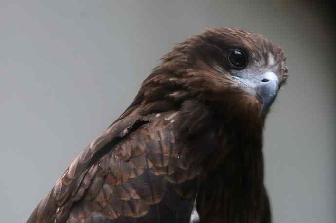 穷人初哥打鸟习作 穷人初哥打鸟习作