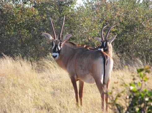 麒麟：传说的兽原型探秘（马羚）