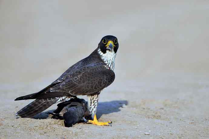 游隼凶残（野鸭湖纪实）