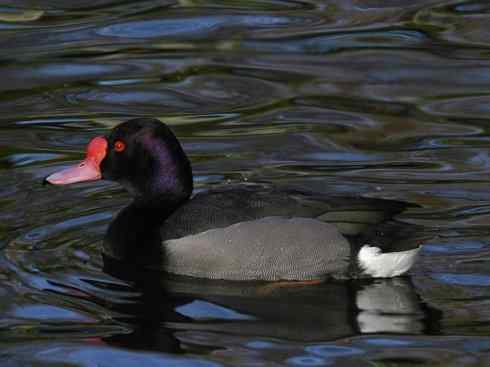 欣赏：美丽的潜鸭