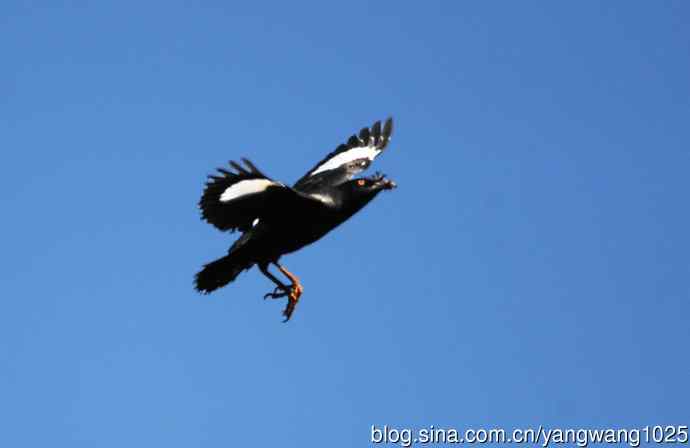 捕飞虫的八哥（记实）续1