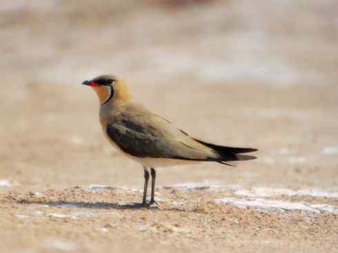 雀鸟也彪悍：与鳄共舞（埃及鸻）