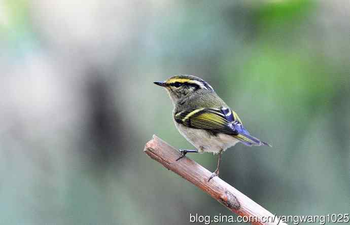 北京天坛公园的鸟类——黄腰柳莺（16）