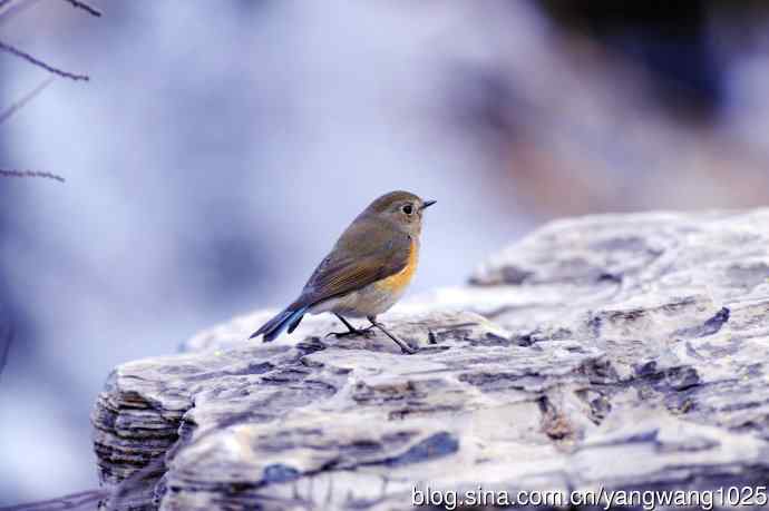 北京奥森公园的鸟类——雌性红胁蓝尾鸲（34）