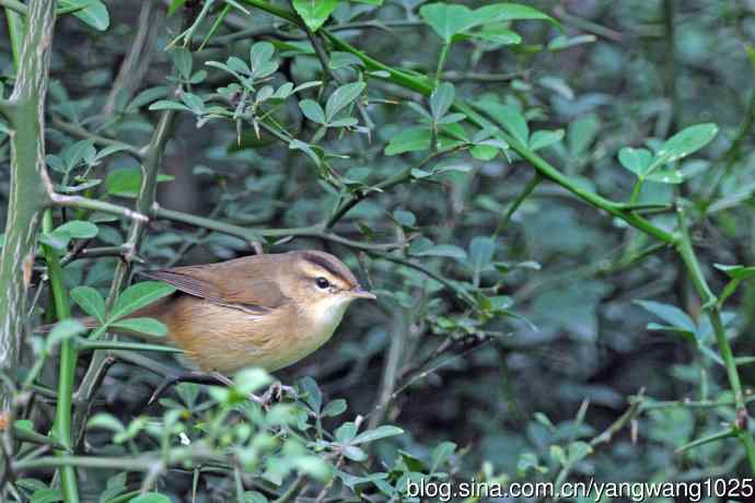 黑眉苇莺 黑眉苇莺