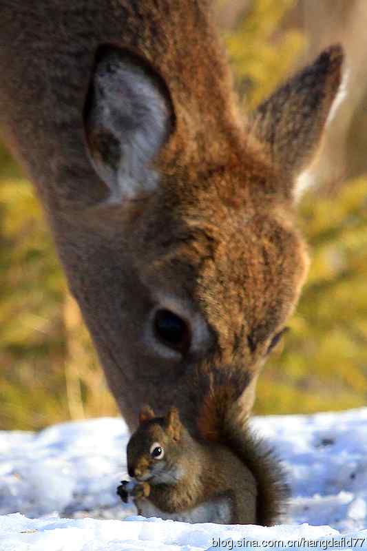 红松鼠与白尾鹿