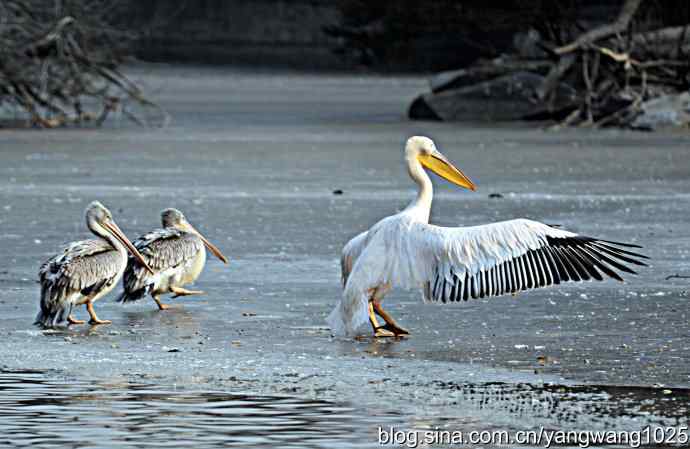 冰上鹈鹕舞 冰上鹈鹕舞