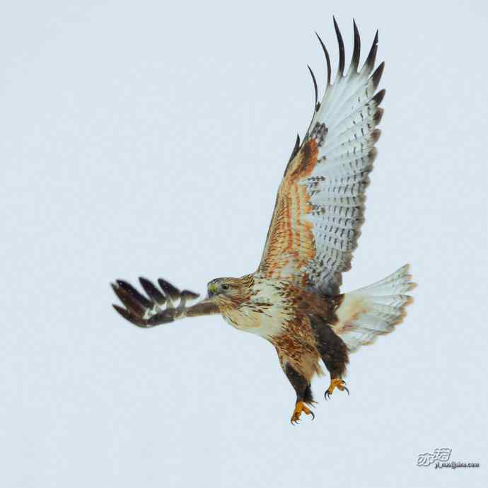 达里湖的大鵟