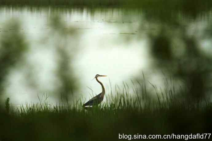 大蓝鹭涉水