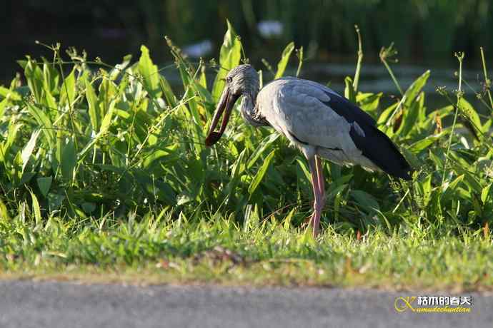 云南拍鸟：钳嘴鹳