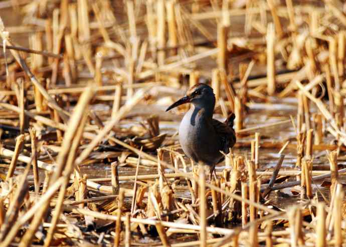 蓝胸秧鸡（记录版）