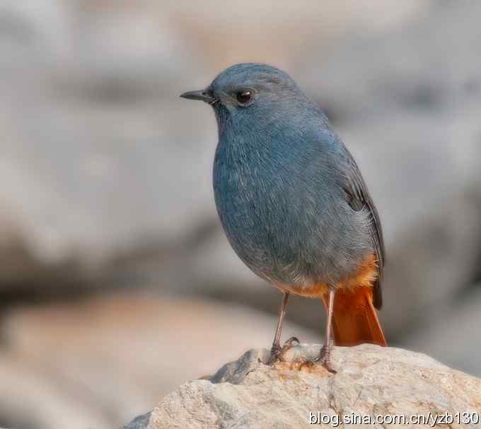 终于成功偷拍京城明星（组图，12张图片）