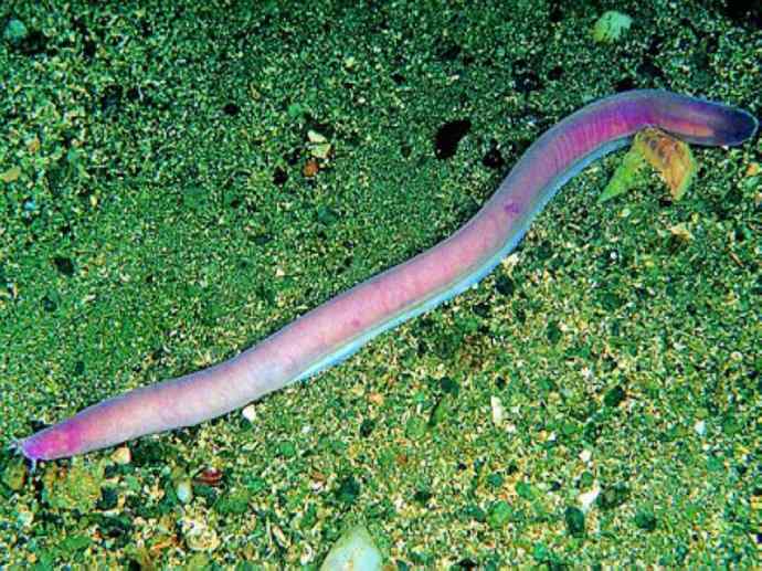 鱼类活化石：盲鳗