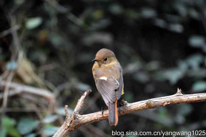 雌性北红尾鸲（3）
