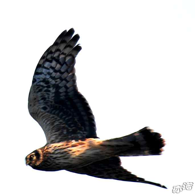 北京西山 wbr路 wbr白尾鹞 北京西山 wbr路 wbr白尾鹞