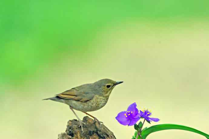 雌性蓝歌鸲与紫露草（1）