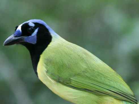 美丽无罪：雀鸟之蓝鸦