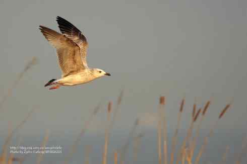 兔年第一拍鈥斺斉