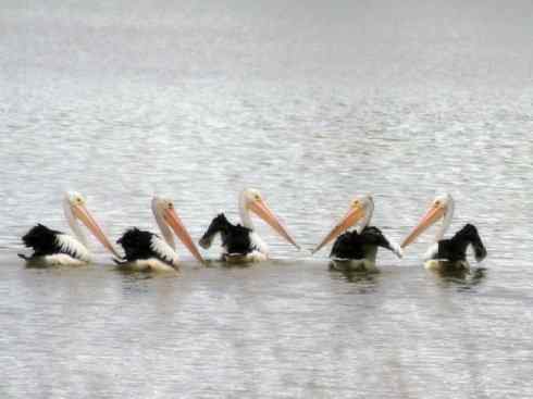 白头鸟系列：另类的美丽10（海鸥）