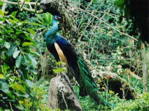 凤凰：传说中的鸟原型探秘（孔雀）