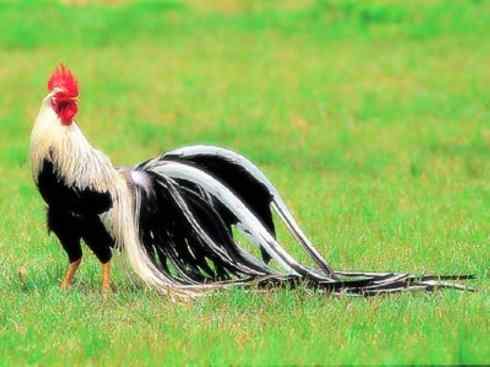 猎奇：长尾鸟雀之三（雉科孔雀、鹇属）
