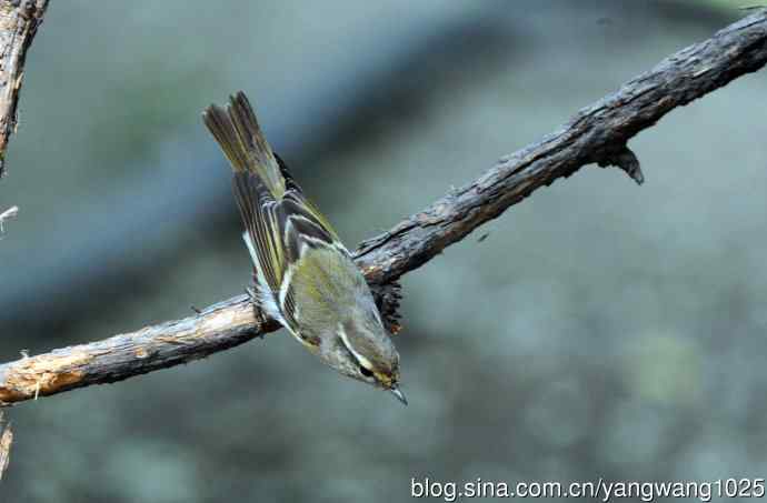 黄眉柳莺(6) 黄眉柳莺(6)