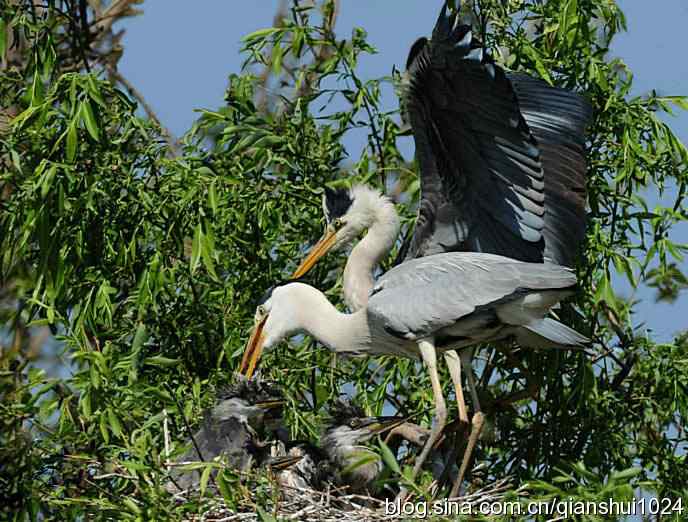 鹭家的午餐(翠湖湿地) 鹭家的午餐(翠湖湿地)