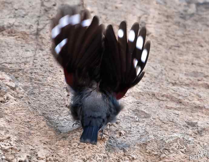 永定河峡谷 wbr路 wbr红翅旋壁雀 永定河峡谷 wbr路 wbr红翅旋壁雀