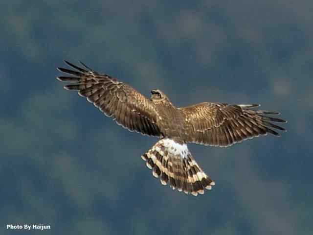 厚道的白尾鹞可以有