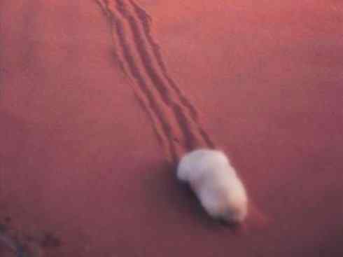 动物世界:山寨还是原创之十二 动物世界:山寨还是原创之十二