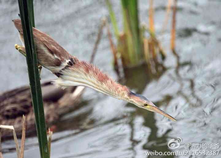 捕鱼达人——黄苇鳽