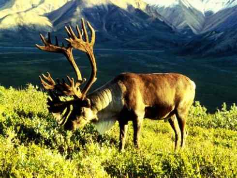 自然奇观：动物大迁徙(北美驯鹿长征)