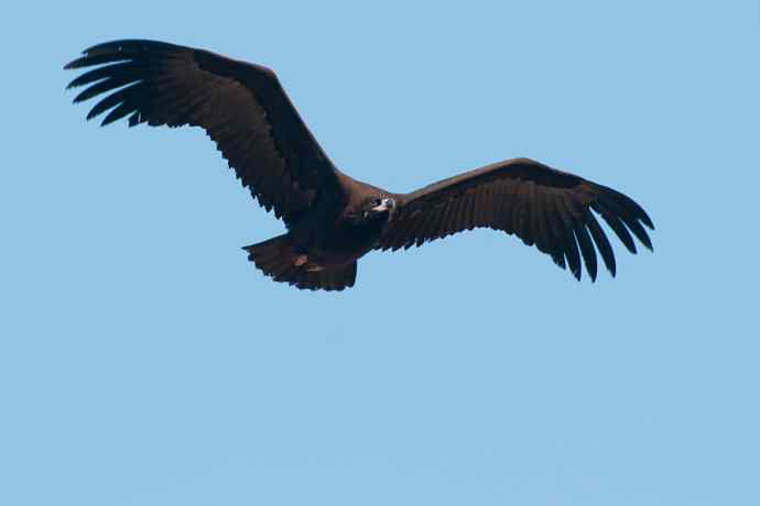 新拍座山雕☆☆ 新拍座山雕☆☆