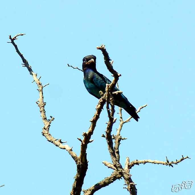 圆明园&nbsp;wbr路&nbsp;wbr初识三宝鸟