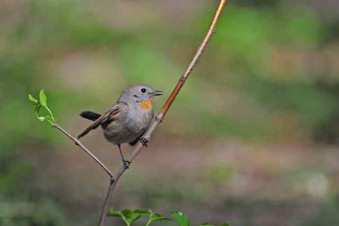 雄性红喉姬鹟（5）