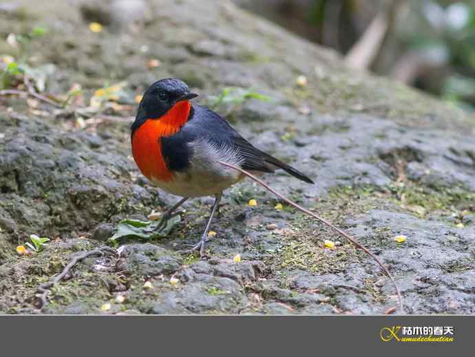 拍到鈥溄鹦馗桊垛