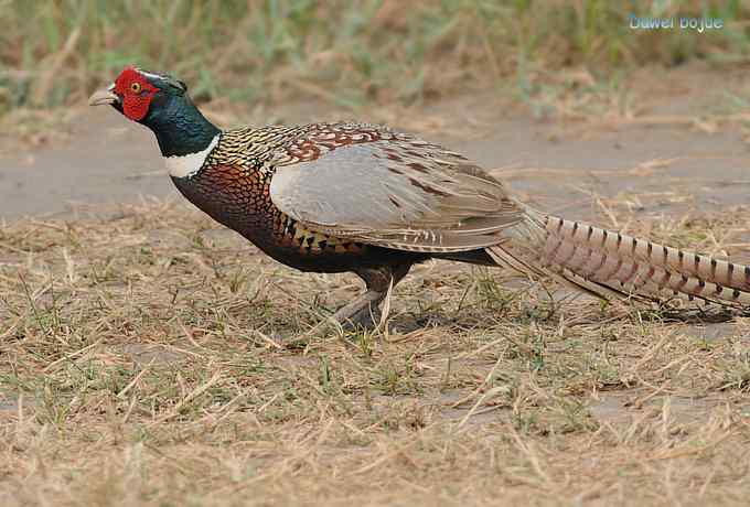 雄风大雉争欢斗勇
