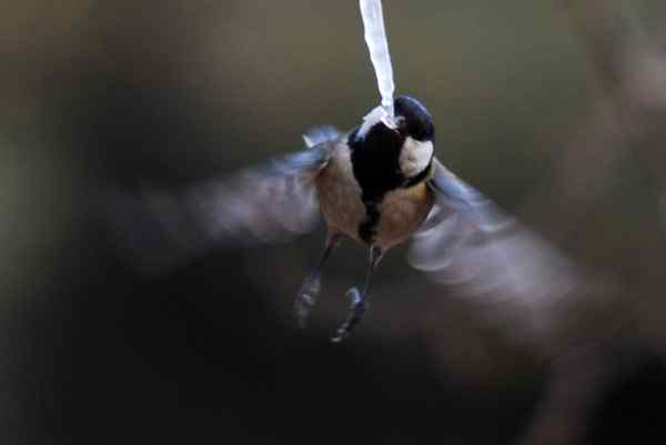 北京植物园赏鸟（二），大山雀（组图）