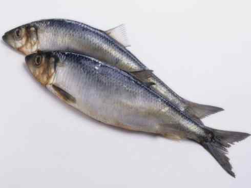 自然奇观：动物大迁徙(大马哈鱼)