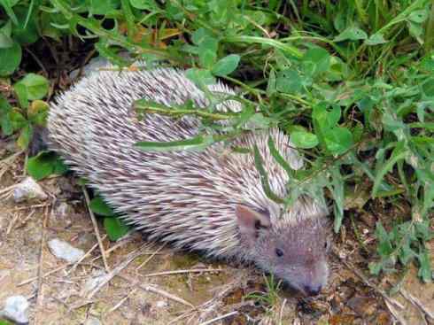 动物世界:山寨还是原创之三 动物世界:山寨还是原创之三