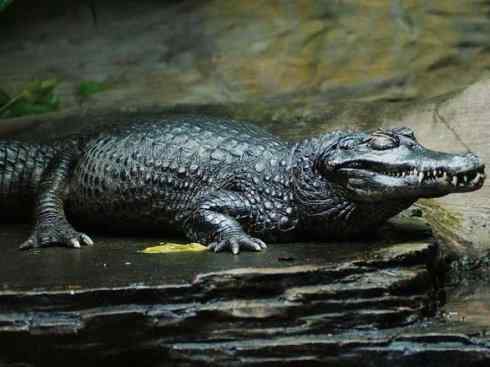 龙:传说的兽原型探秘(短吻鳄类) 龙:传说的兽原型探秘(短吻鳄类)